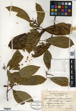 Image of Symplocos flavifolia