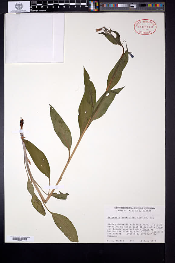 Mertensia paniculata image