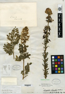 Image of Corydalis cusickii