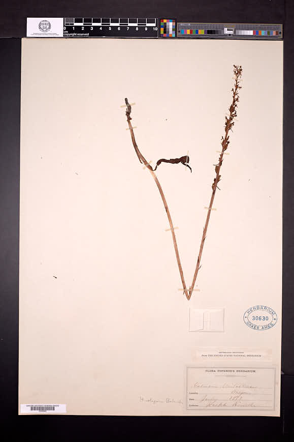 Platanthera elegans image
