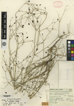 Pectis linifolia image