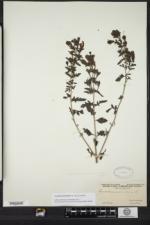 Aureolaria pedicularia image