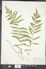 Thelypteris palustris subsp. pubescens image