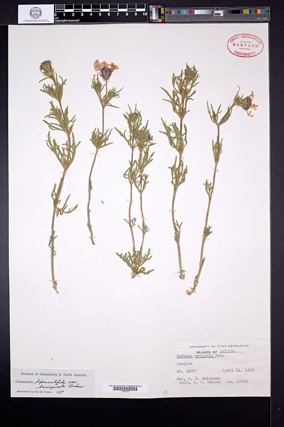 Glandularia bipinnatifida var. brevispicata image
