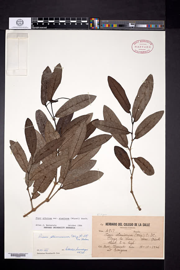 Piper arboreum subsp. arboreum image