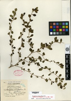 Image of Rochefortia spinosa