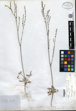 Image of Eriogonum leucocladon