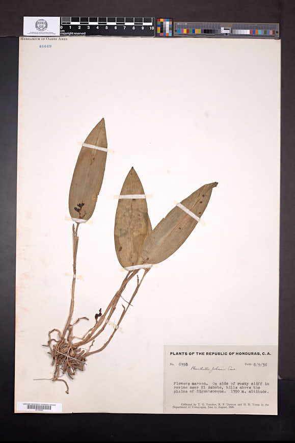 Acianthera johnsonii image