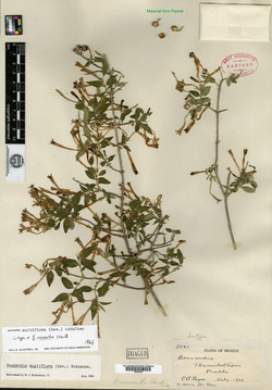 Image of Bouvardia multiflora