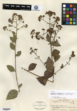 Image of Koanophyllon hondurensis