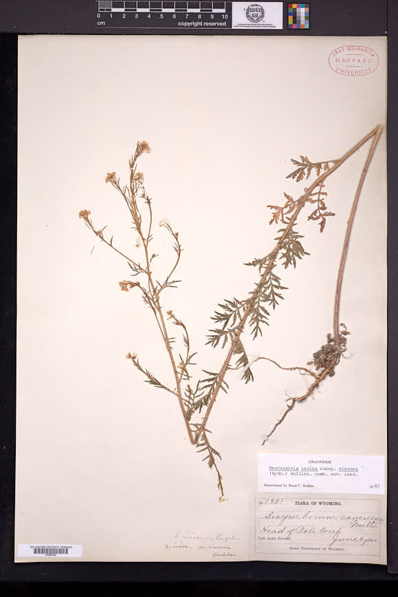 Descurainia incisa subsp. viscosa image