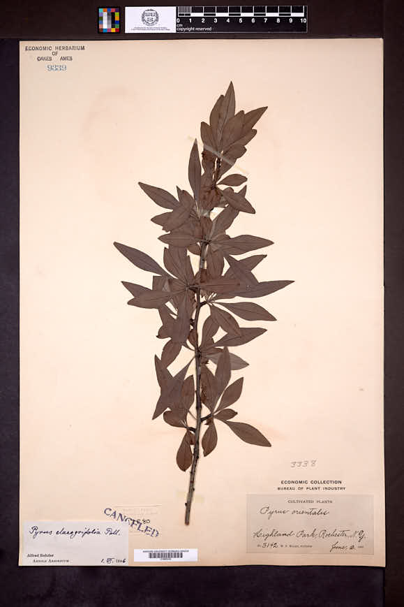 Image of Pyrus elaeagnifolia