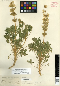 Lupinus densiflorus var. sublanatus image