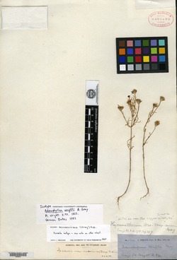 Adenophyllum wrightii image
