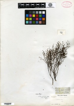 Image of Lechea cubensis