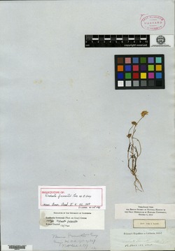 Image of Lasthenia fremontii