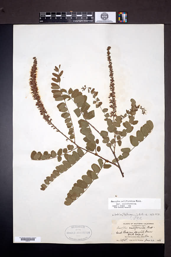 Amorpha californica image