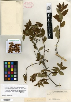 Colubrina macrocarpa var. macrocarpoides image