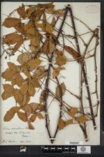 Rubus semisetosus image