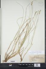 Carex echinata subsp. echinata image