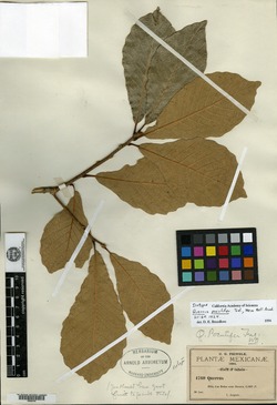 Quercus liebmannii image