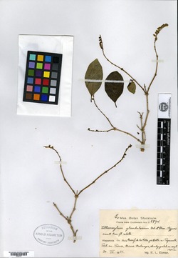 Image of Citharexylum discolor