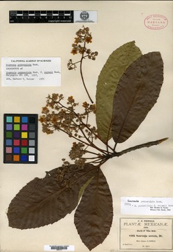 Saurauia pedunculata image