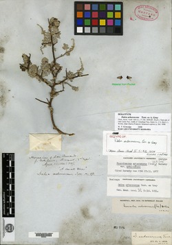 Image of Dalea arborescens