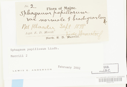 Sphagnum papillosum image