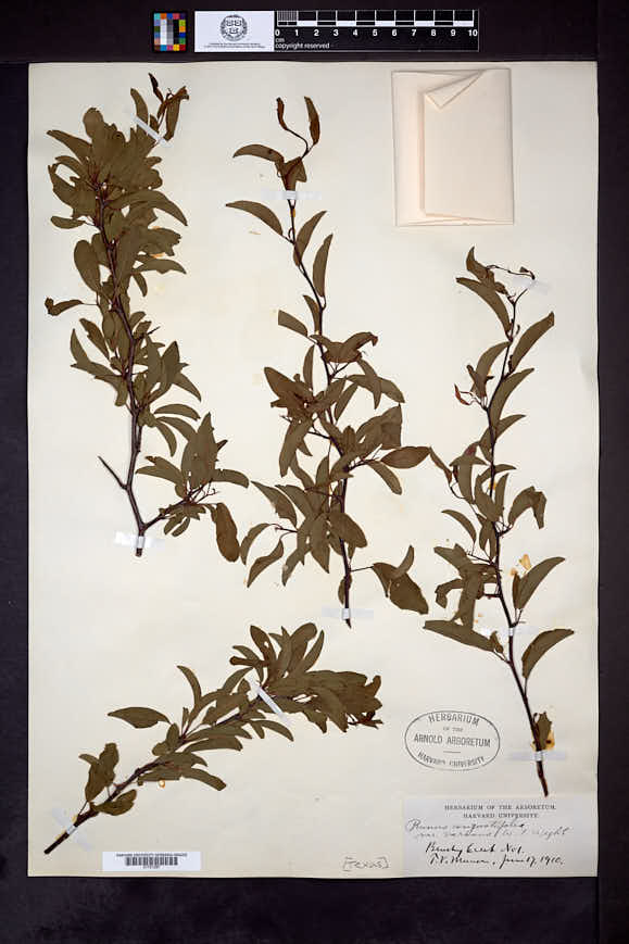 Prunus angustifolia image
