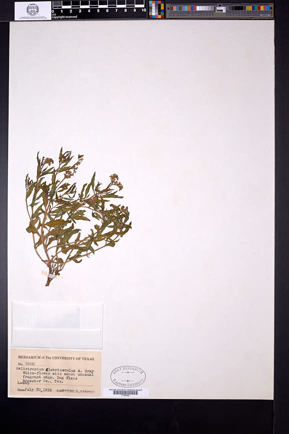 Heliotropium glabriusculum image