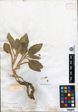 Image of Cycladenia tomentosa