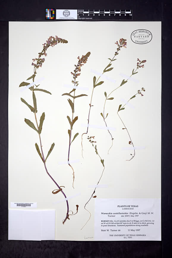 Warnockia scutellarioides image