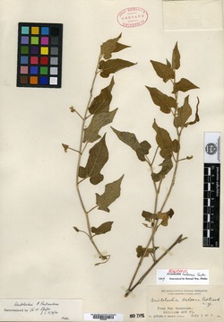 Aristolochia nelsonii image