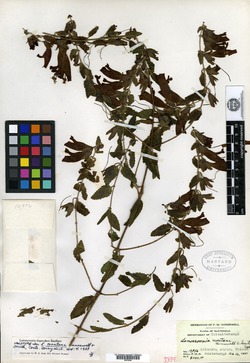 Image of Lamourouxia dependens