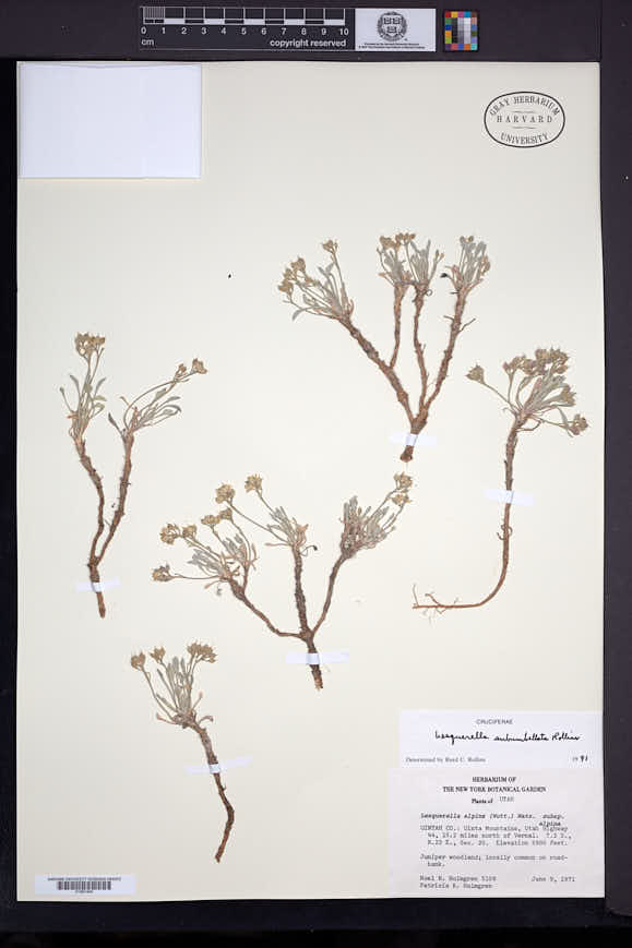 Physaria subumbellata image