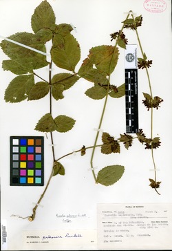Image of Russelia pubescens