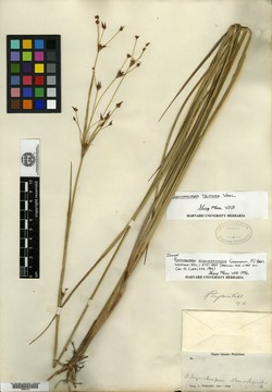 Rhynchospora triflora image