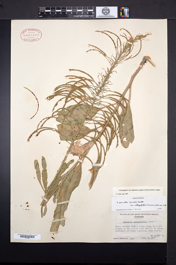 Stanleya pinnata var. integrifolia image