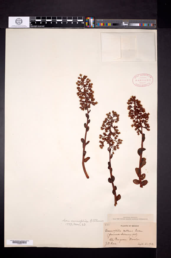Sedum cremnophila image