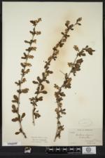 Berberis vulgaris image