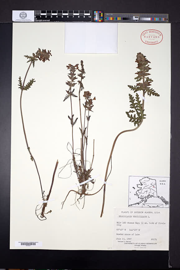 Pedicularis verticillata image