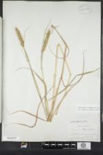 Elymus virginicus var. halophilus image