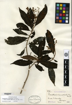 Parathesis lanceolata image