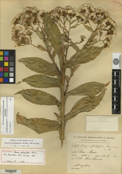 Acourtia platyptera image