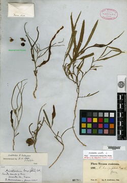 Image of Aristolochia longiflora