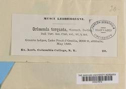 Grimmia torquata image