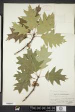 Quercus rubra var. ambigua image