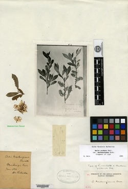 Salix cordata var. mackenzieana image