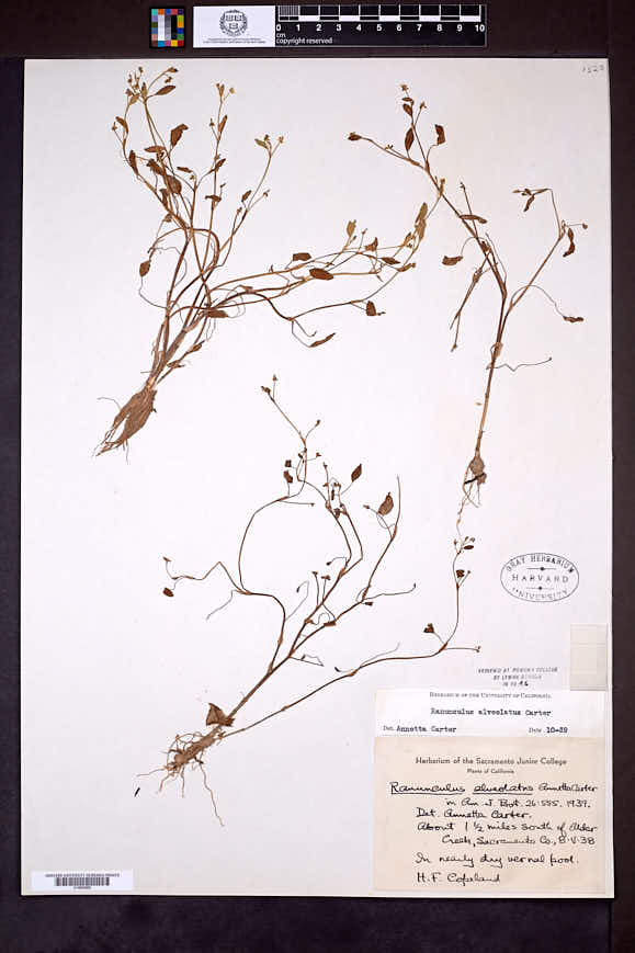 Ranunculus alveolatus image